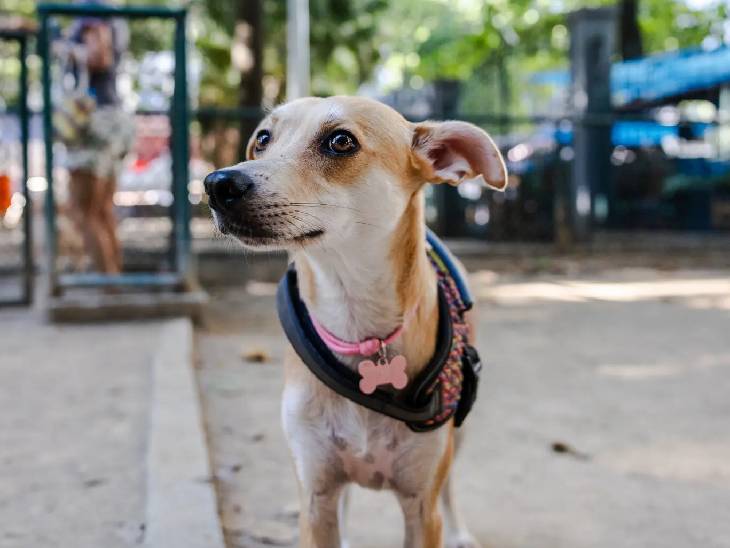 Global Dog Feud: Brazil and Mexico Clash Over the Ownership of the Iconic ‘Caramelo’ Breed.